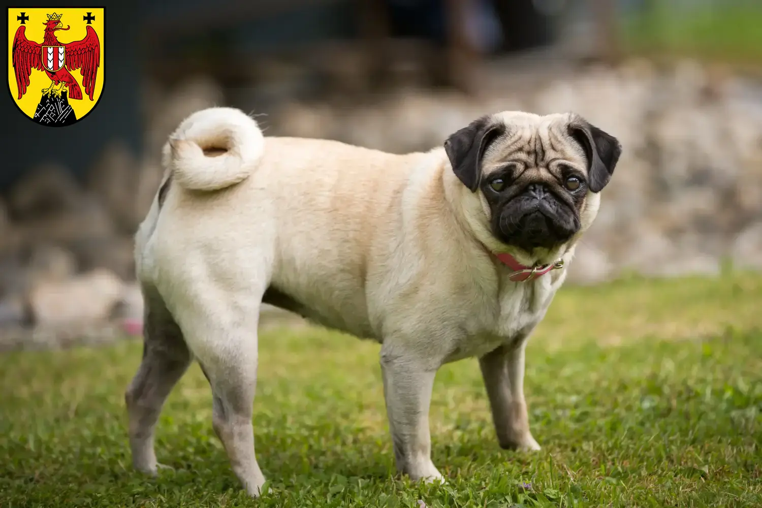 Read more about the article Pug breeders and puppies in Burgenland