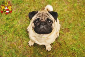 Read more about the article Pug breeders and puppies in Carinthia