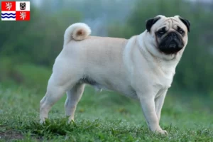 Read more about the article Pug breeders and puppies in Central Bohemia