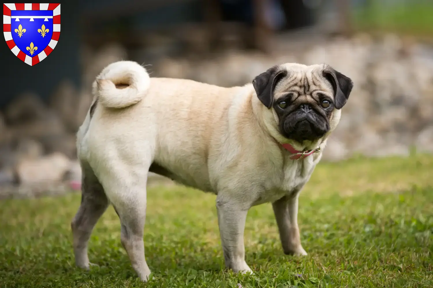 Read more about the article Pug breeders and puppies in Centre-Val de Loire