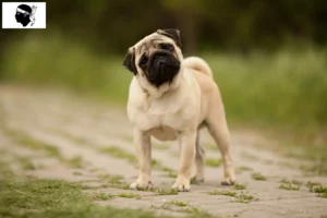 Read more about the article Pug breeders and puppies in Corsica