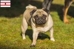 Read more about the article Pug breeders and puppies in Drenthe