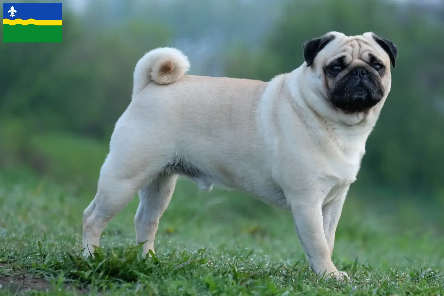 Read more about the article Pug breeders and puppies in Flevoland