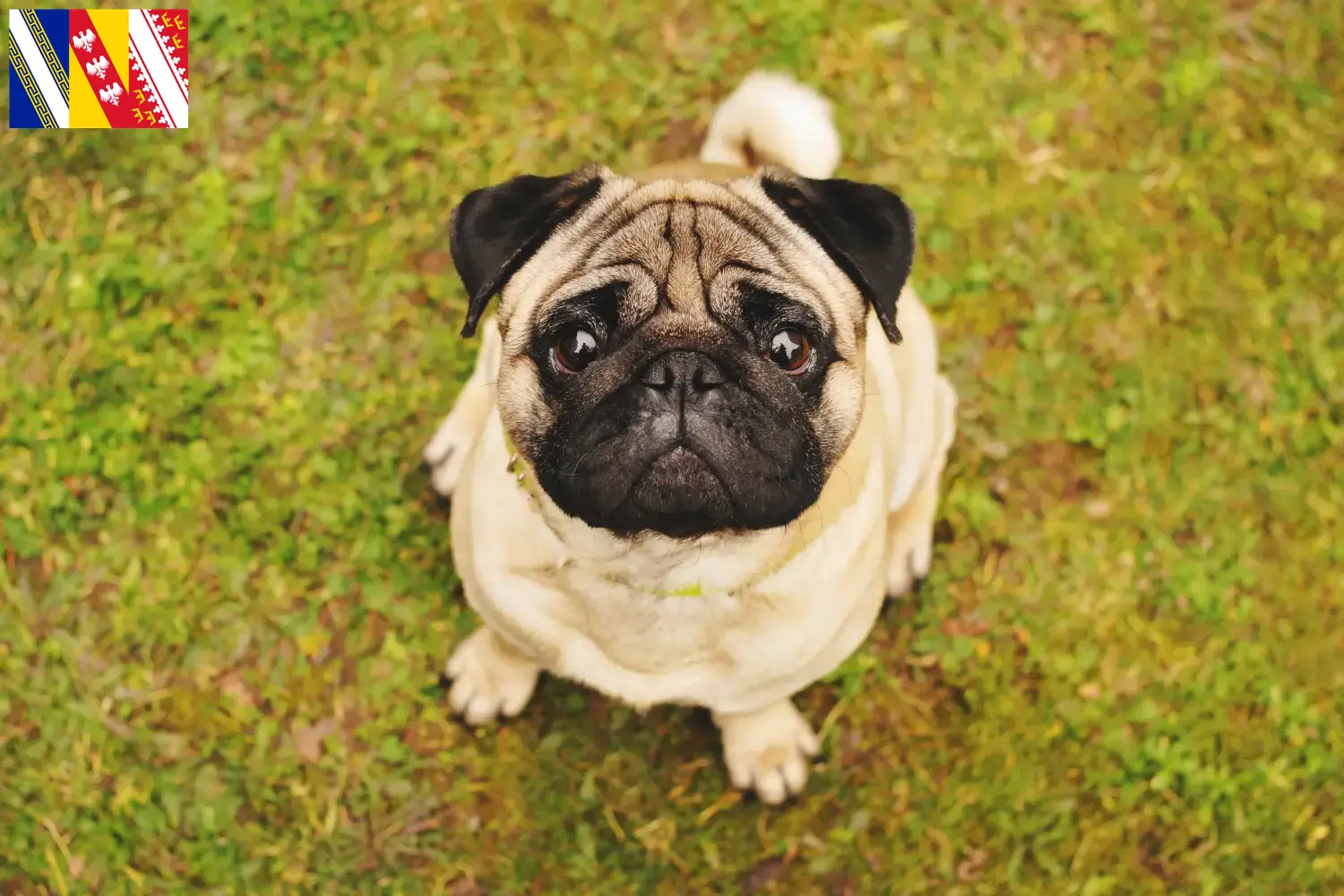 Read more about the article Pug breeders and puppies in Grand Est