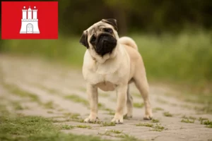 Read more about the article Pug breeders and puppies in Hamburg