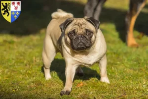 Read more about the article Pug breeders and puppies in Hauts-de-France