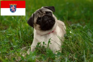 Read more about the article Pug breeders and puppies in Hessen