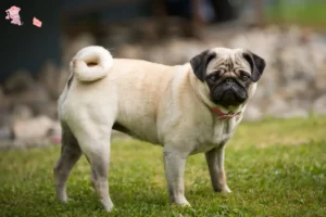 Read more about the article Pug breeder and puppies in Hovedstaden