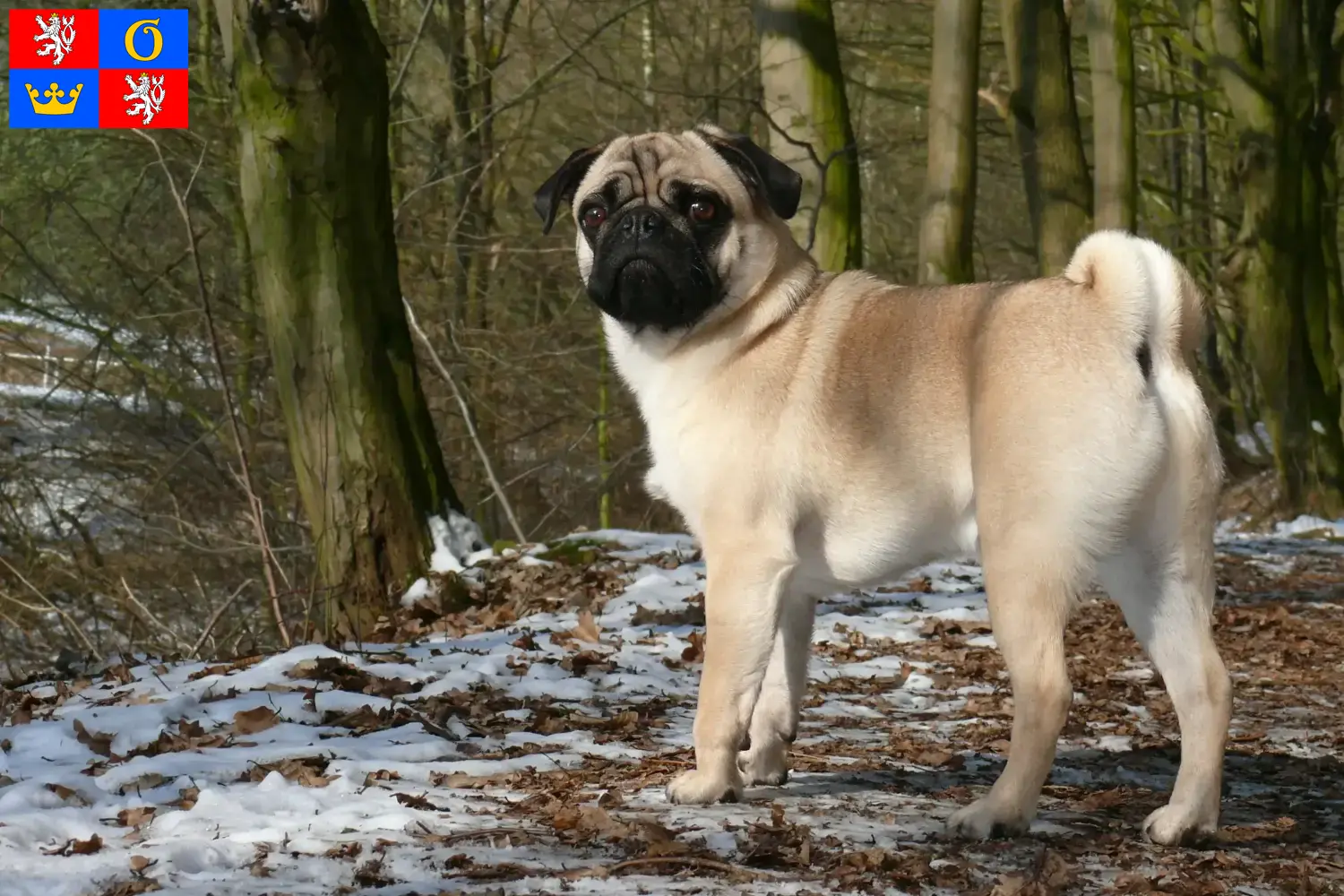 Read more about the article Pug breeders and puppies in Hradec Králové