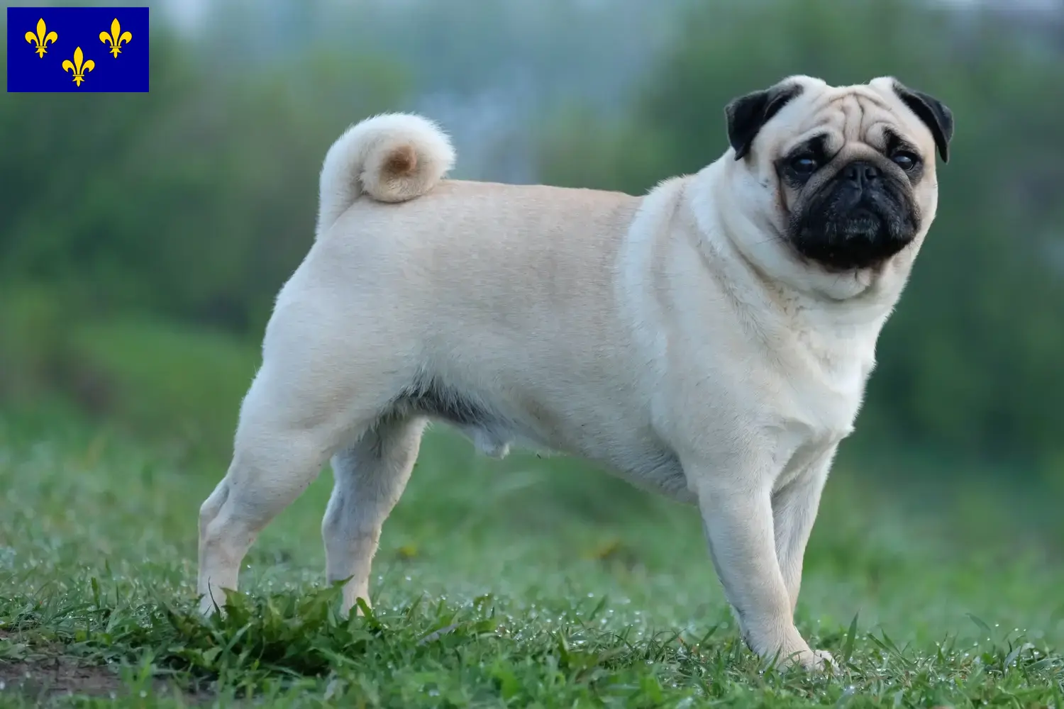 Read more about the article Pug breeders and puppies in Île-de-France