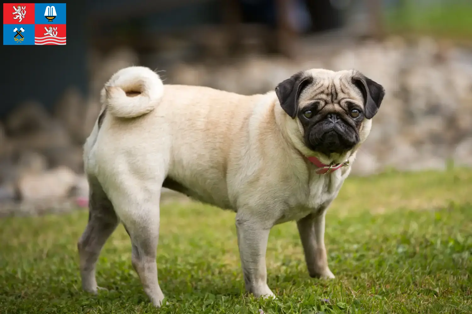 Read more about the article Pug breeder and puppies in Karlsbad