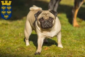 Read more about the article Pug breeders and puppies in Lower Austria