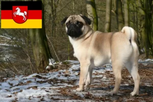 Read more about the article Pug breeders and puppies in Lower Saxony