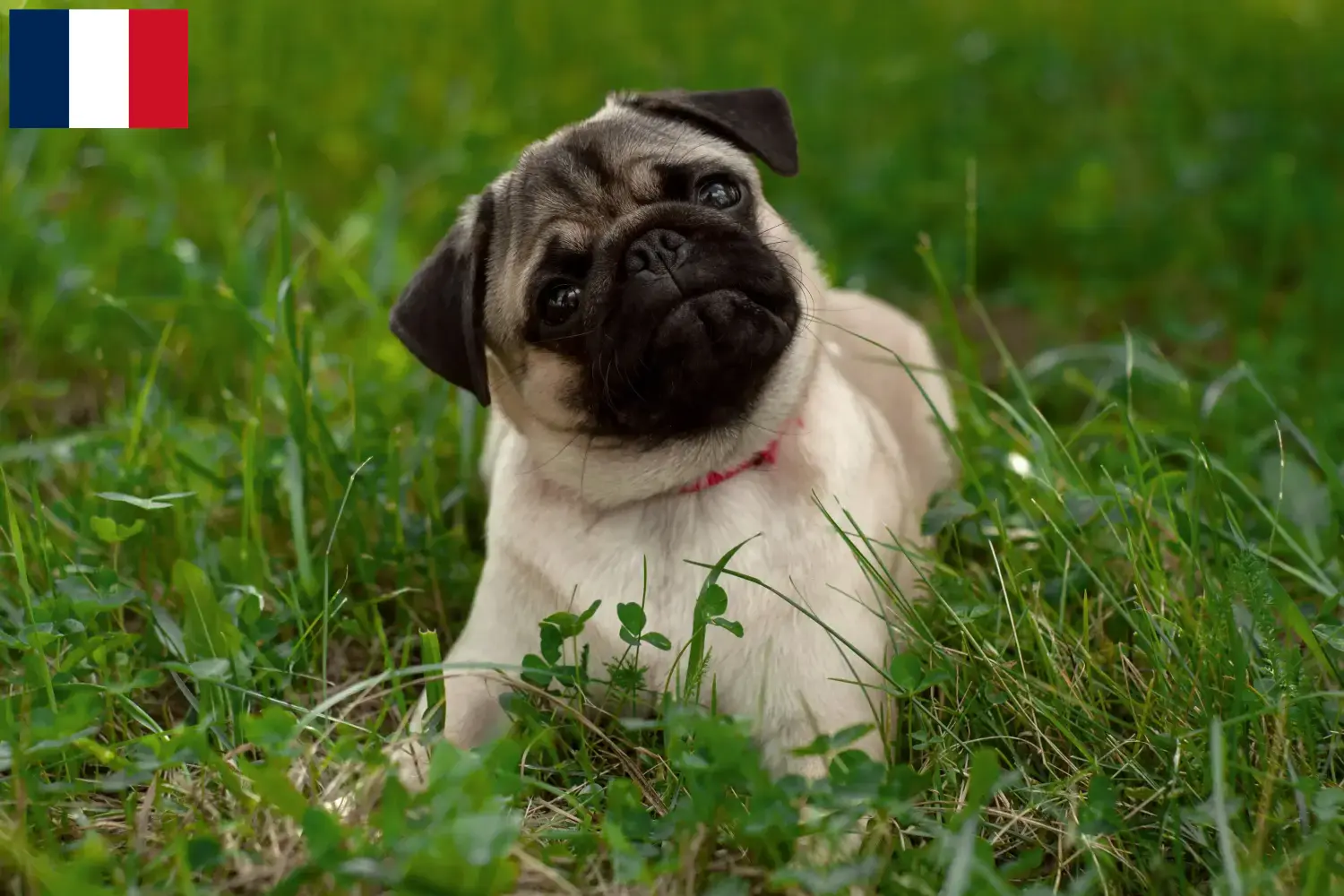 Read more about the article Pug breeders and puppies in Martinique