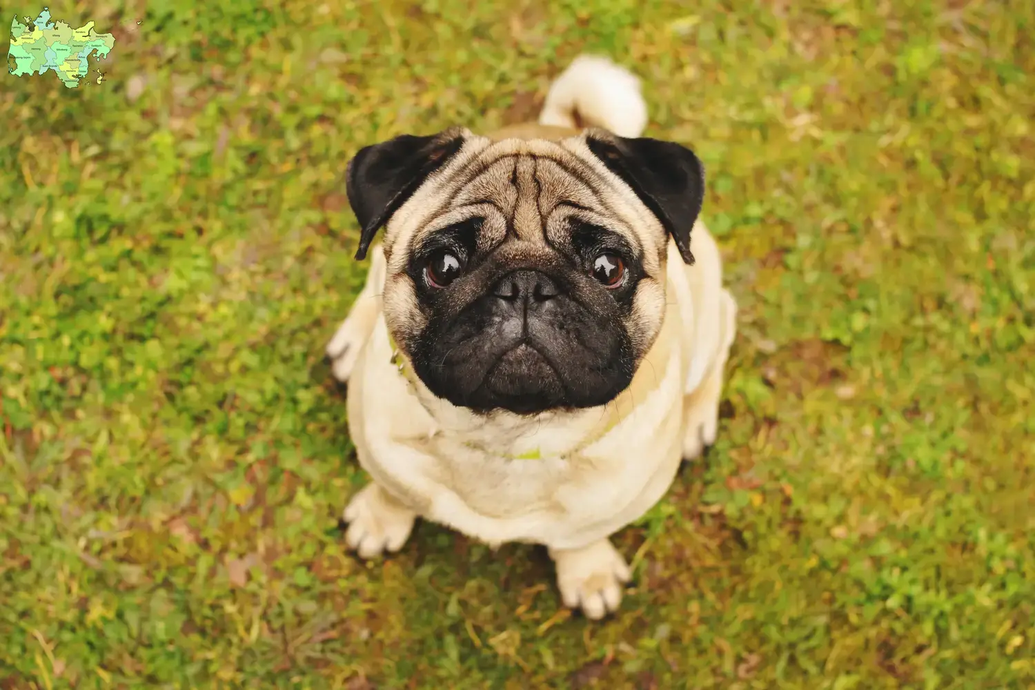 Read more about the article Pug breeders and puppies in Midtjylland