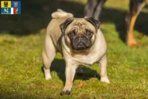 Read more about the article Pug breeders and puppies in Moravia-Silesia