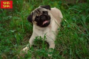 Read more about the article Pug breeders and puppies in Normandy