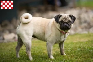 Read more about the article Pug breeders and puppies in North Brabant