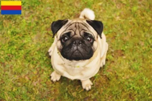 Read more about the article Pug breeders and puppies in North Holland