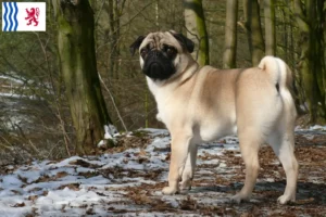 Read more about the article Pug breeders and puppies in Nouvelle-Aquitaine