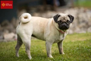Read more about the article Pug breeders and puppies in Occitania