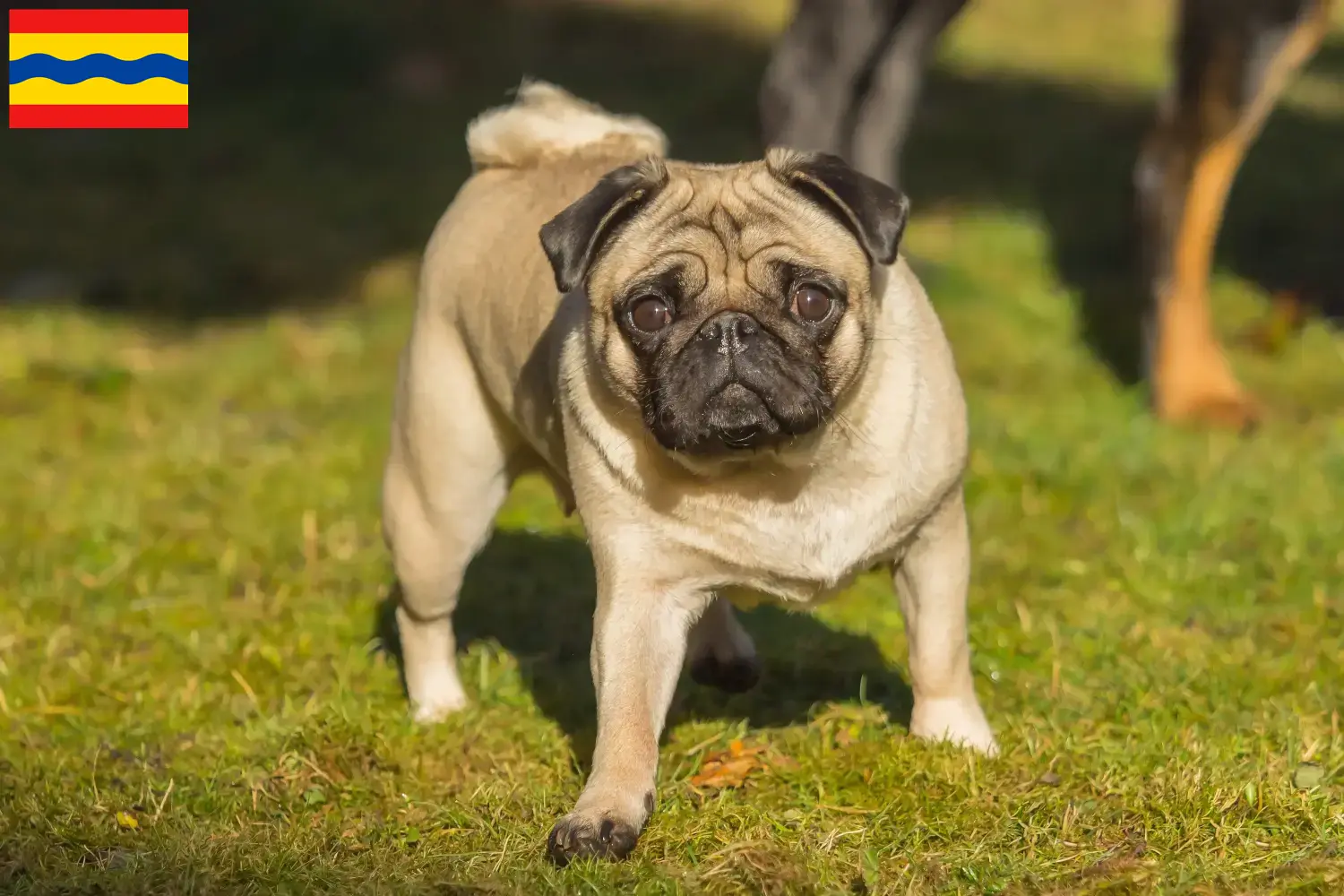 Read more about the article Pug breeders and puppies in Overijssel