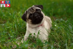 Read more about the article Pug breeders and puppies in Pardubice