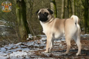 Read more about the article Pug breeders and puppies in Prague