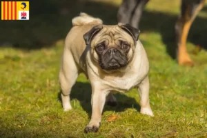 Read more about the article Pug breeders and puppies in Provence-Alpes-Côte d’Azur