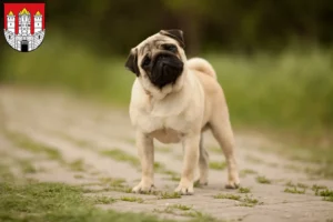 Read more about the article Pug breeders and puppies in Salzburg