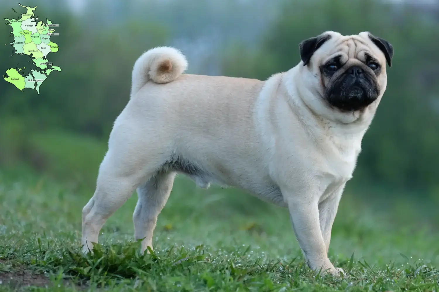 Read more about the article Pug breeders and puppies in Sjælland