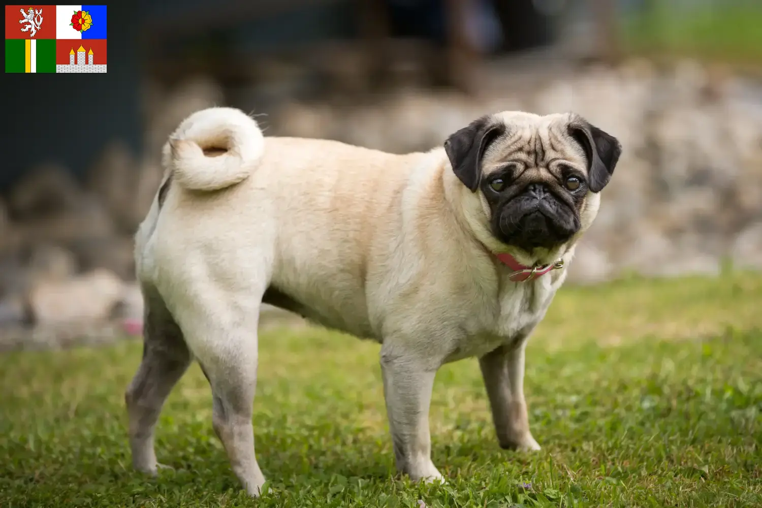 Read more about the article Pug breeders and puppies in South Bohemia