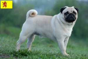 Read more about the article Pug breeders and puppies in South Holland