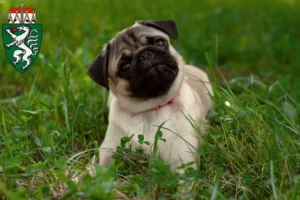 Read more about the article Pug breeders and puppies in Styria