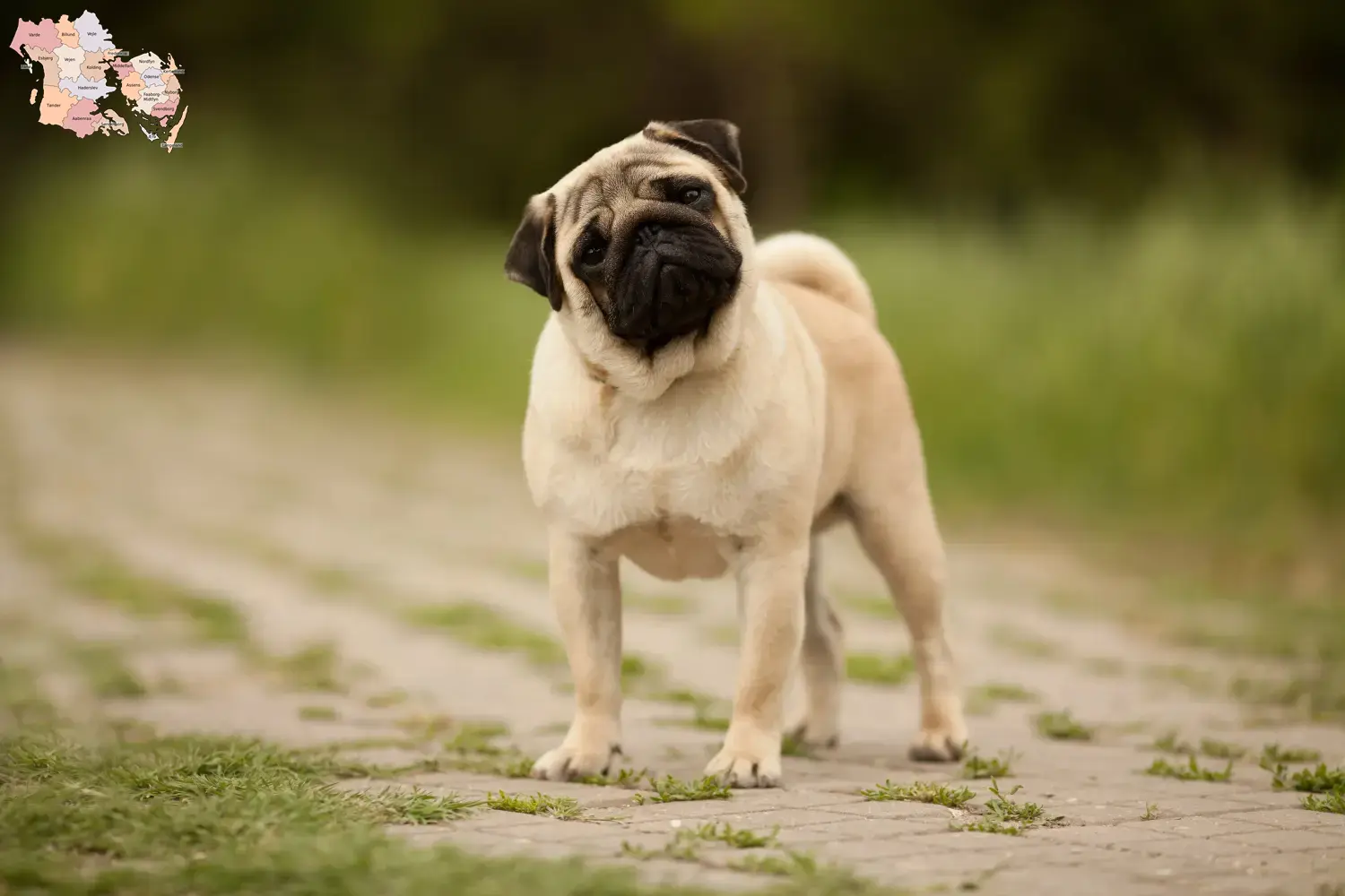 Read more about the article Pug breeders and puppies in Syddanmark