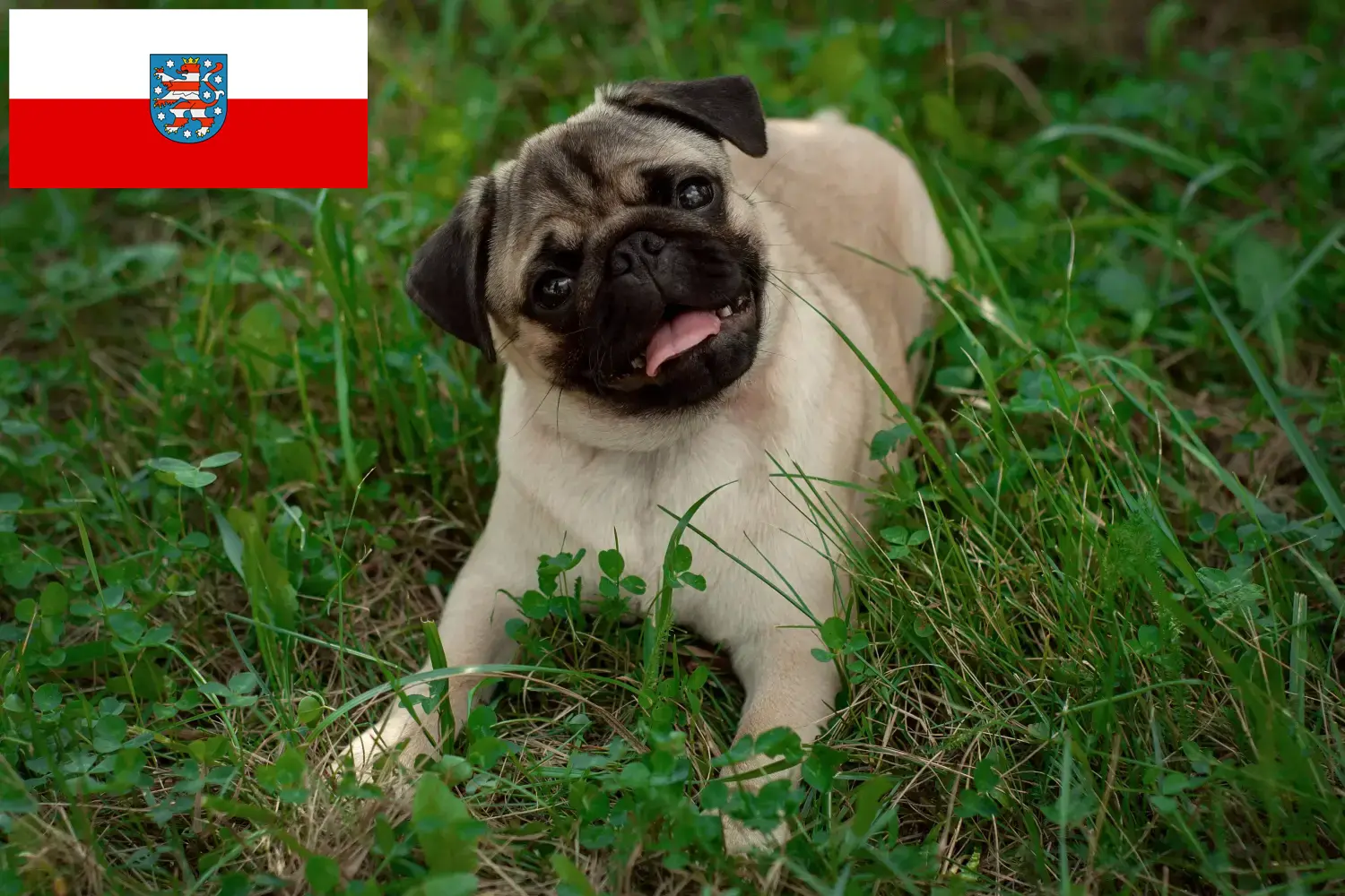 Read more about the article Pug breeders and puppies in Thuringia