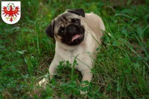 Read more about the article Pug breeders and puppies in Tyrol