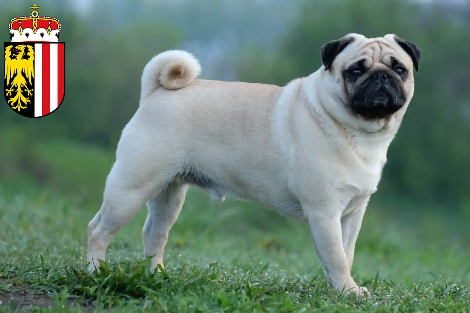 Read more about the article Pug breeders and puppies in Upper Austria