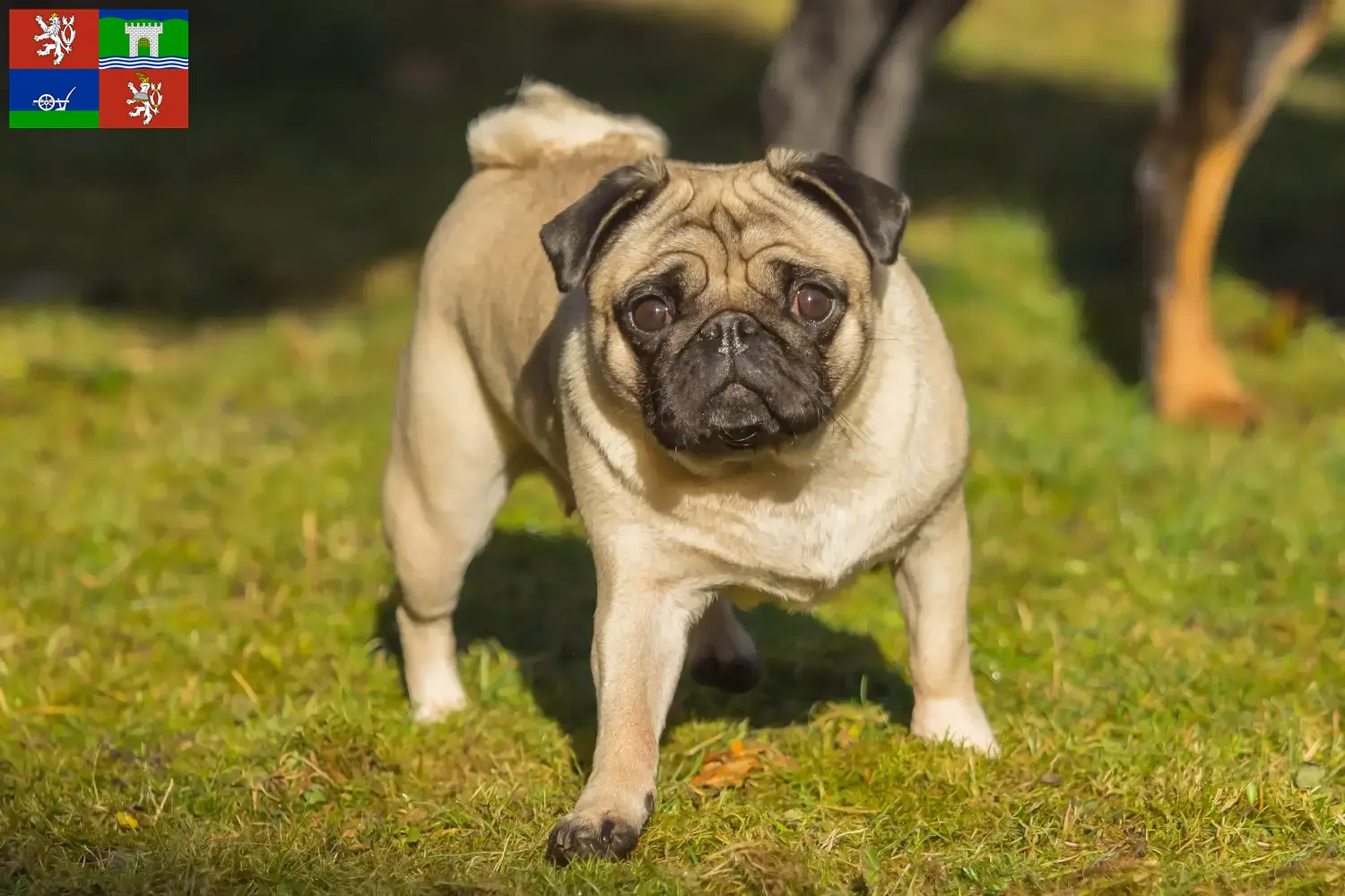 Read more about the article Pug breeders and puppies in Ústí