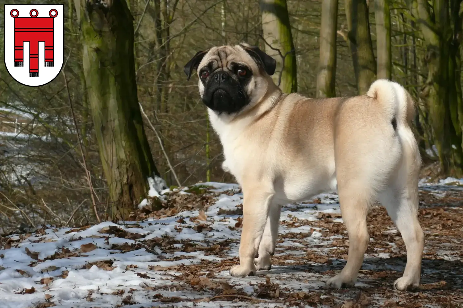 Read more about the article Pug breeders and puppies in Vorarlberg