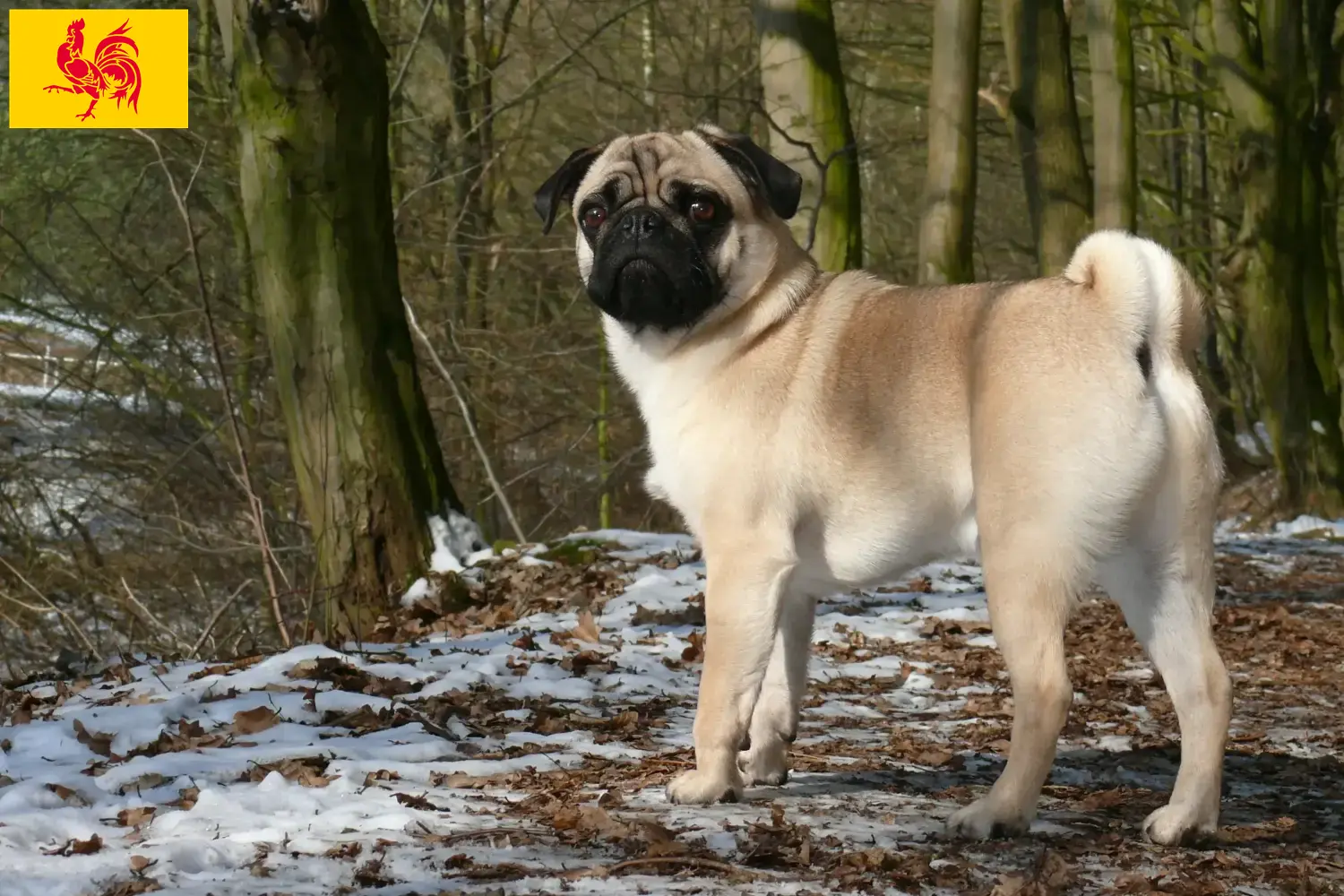 Read more about the article Pug breeders and puppies in Walloon Region