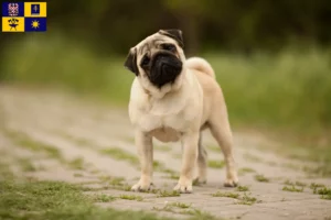 Read more about the article Pug breeders and puppies in Zlín