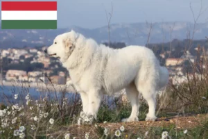 Read more about the article Pyrenean Mountain Dog breeders and puppies in Hungary