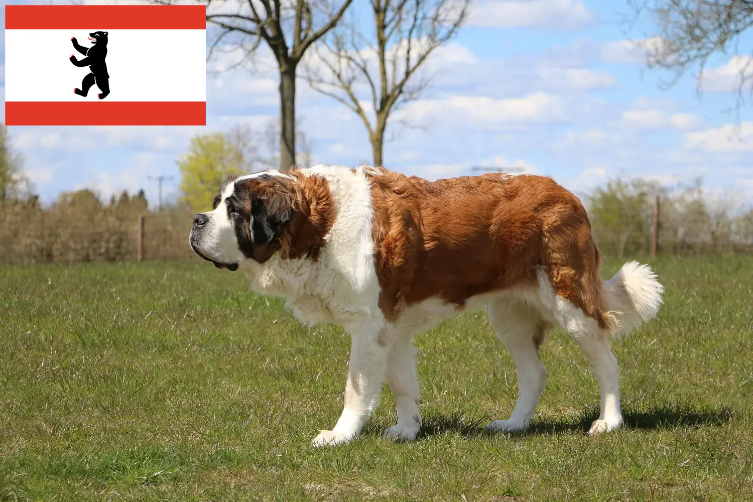 Read more about the article Saint Bernard breeders and puppies in Berlin