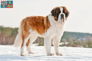 Read more about the article Saint Bernard breeders and puppies in Bourgogne-Franche-Comté