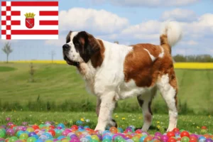 Read more about the article Saint Bernard breeders and puppies in Bremen