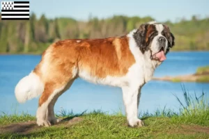 Read more about the article Saint Bernard breeders and puppies in Brittany