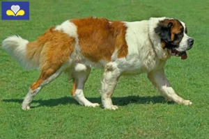 Read more about the article Saint Bernard breeders and puppies in the Brussels-Capital Region