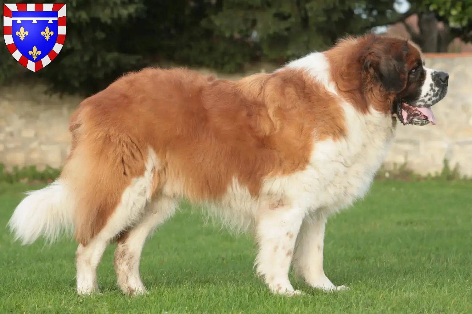 Read more about the article Saint Bernard breeders and puppies in Centre-Val de Loire