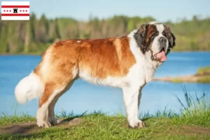 Read more about the article Saint Bernard breeders and puppies in Drenthe